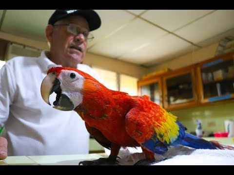 Milagro, la primer lapa roja nacida en una incubadora en zoológico de Nicaragua