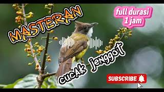 Download lagu Masteran Cucak Jenggot Gacor | Cucak Jenggot betina gacor mp3