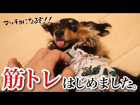 犬用プロテインフード