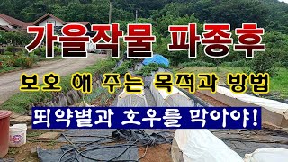 [텃밭농부 2,041]  가을재배 작물을 파종하고 보호하는 목적과 방법에 대한 설명. #배추재배#당근재배 #…