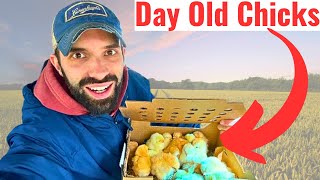 Complete Guide to Growing Chickens