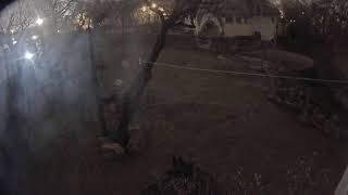 Elephants in Budapest Zoo