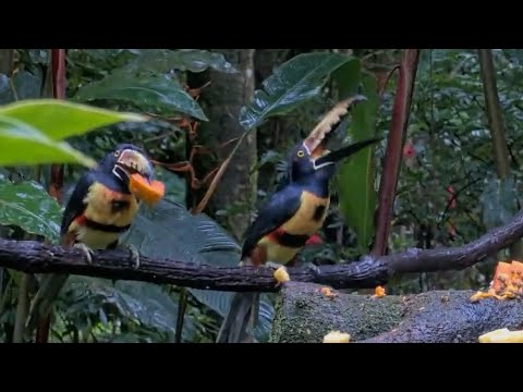 Collared Aracaris Hang Out On All Levels Above Platform During Feeding Frenzy | Nov. 3, 2025