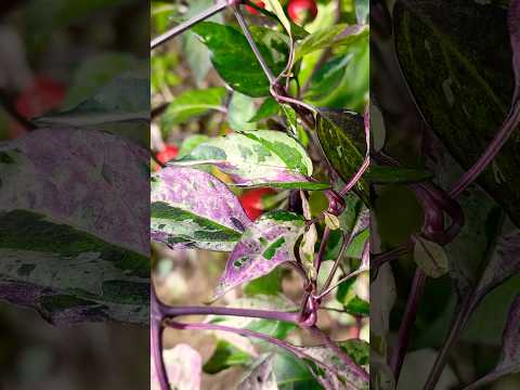 Die vermutlich schönste Chili #chili #capsicum #pepper #purple #pflanzen #garten #kunst