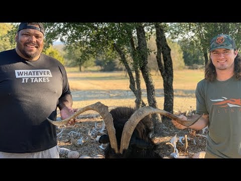 GIANT Catalina Ram With a Bow!!! {Catch Clean Cook} FT. CRISPY