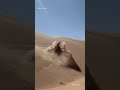 Jeep Car Driving In Sand Jeep Status Car Lover Shorts