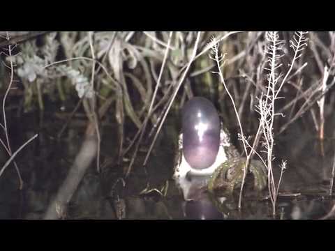 Great Plains Toad (Anaxyrus cognatus)