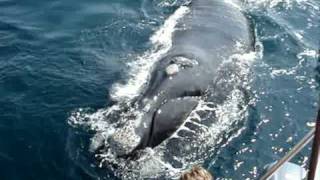 preview picture of video 'do Whale Watching in Hermanus (near Cape Town) with Percy Tours'