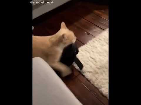 my cat is ready for Halloween costume