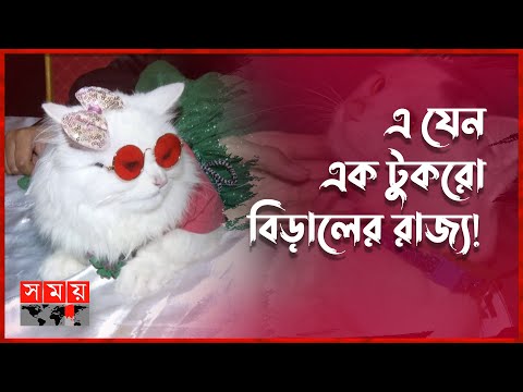 বিড়াল সেজেছে শাহরুখ খান! | Cat Ramp Show | Somoy Entertainment