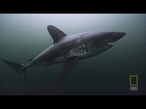 Killer Shark in Another World. Alaska Live Shark.