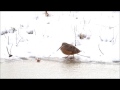 Un pájaro te enseña a bailar mambo 