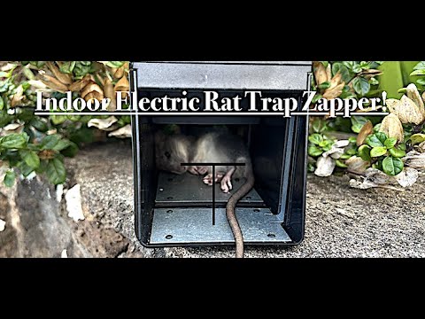 Indoor Electric Rat Trap Zapper! Ours is Victor From Amazon!