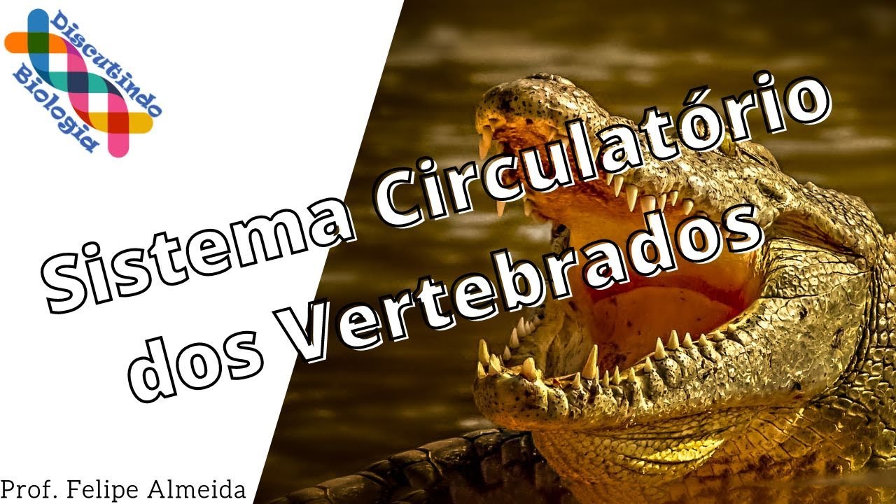 Aula de S.  Circulatório dos Vertebrados - Prof. Felipe