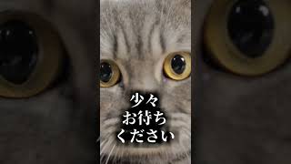 誰も俺のケツを叩いてくれないから足踏み式ケツ叩きマシーンをDIYした　#shorts #vtuber