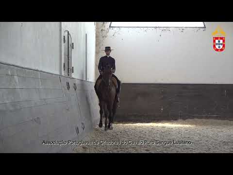 220716 18 Magusto Aprovação de Garanhões