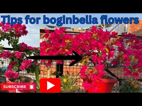 How to get more flowers on boginbelia/tips care