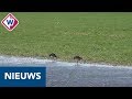 Eerste gruttonest gevonden in Midden-Delfland - OMROEP WEST