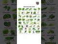 Green Vegetable Name In Hindi And के नाम TheKnowledgeTreasure
