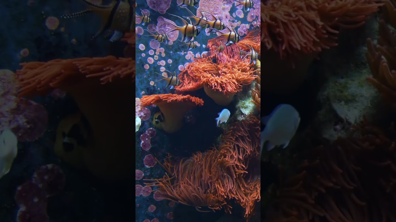 Aquarium 4k live wallpaper.