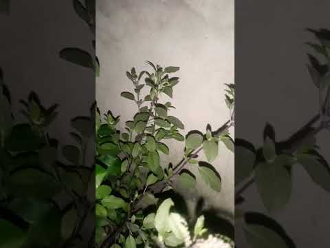 #relaxingmusic #flute #music #nature #flutemusic #morningflutemusic #fluteyoga