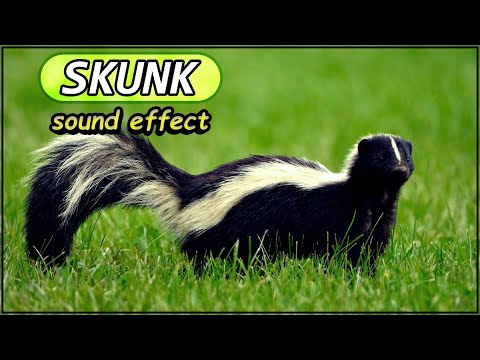 What Sounds do SKUNKS make? | SKUNKS Sound Effect | Animal sounds |