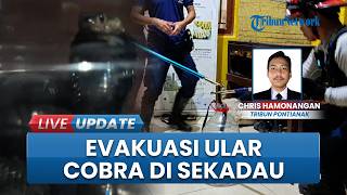 Hendak Cuci Piring, Warga Kaget Temukan Ular Kobra di Rumah, Damkar Sekadau Sigap Lakukan Evakuasi