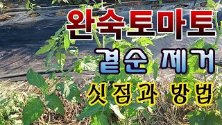 [텃밭농부. 1,081]  완숙토마토. 곁가지 제거 싯점 및 방법 #완숙토마토 #토마토재배