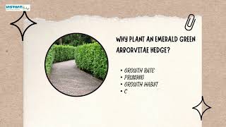 Buy Emerald Green Arborvitae From Instant Hedge