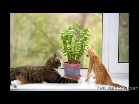 Are Jade Plants toxic to Cats? -(Prevention and Sources)