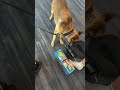 Someone got BUSTED by the pupper while in line to board the Carnival Celebration!