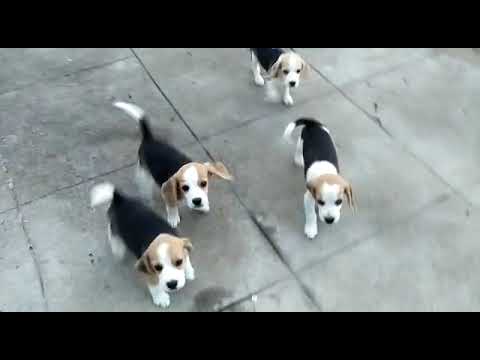 beagle puppy for sale