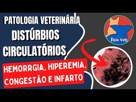Hemorrhage, hyperemia, congestion, ischemia and infarction - General pathology - Veterinary medicine
