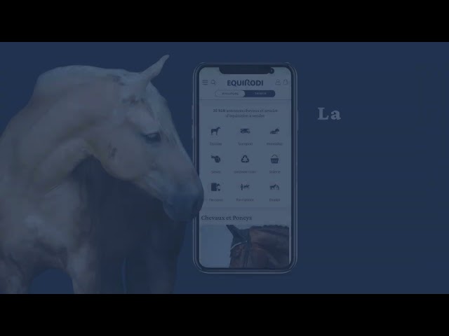 Hongre Selle Fran&ccedil;ais 