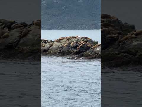 BOTTOM OF THE WORLD! Tierra del Fuego #travel #nature  #travelover50