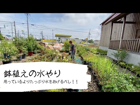 ツツジに水をやる方法は？シャクナゲの水やりにシートを貼って成功！  庭園