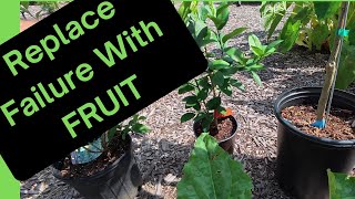 Improving my Fruit Forest and Replacing Frozen Trees
