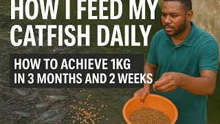 My Daily Catfish Feeding Plan (Grow Bigger, Faster!)