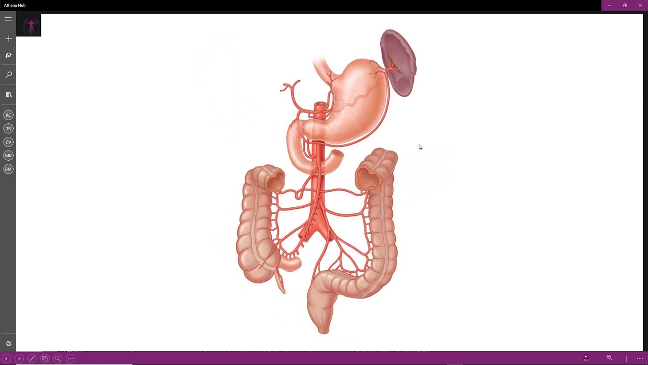Anatomia do pâncreas