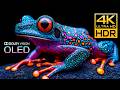 OLED TEST HDR 4K 120FPS DOLBY VISION 4K 8K Monitor Test Video BGM
