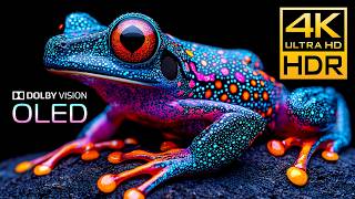 Download lagu OLED TEST HDR 4K 120FPS DOLBY VISION 🏞 4K / 8K Monitor Test Video #BGM mp3