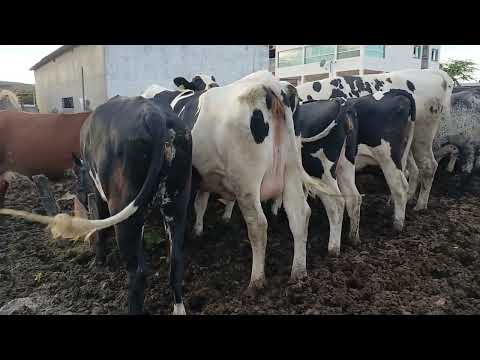 NOVILHAS NA FAZENDA DE GENARIO 87981470453 ITAIBA PE