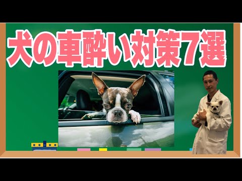 Urlaub an der Ostsee mit Hund