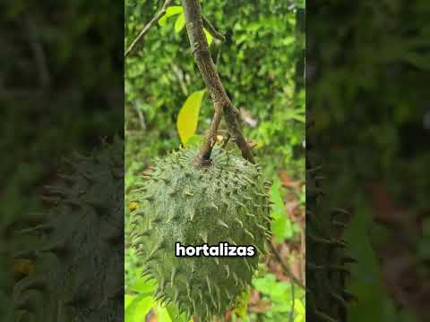 Antes de Comprar Casa Mira Este Proyecto Campestre en Tolima