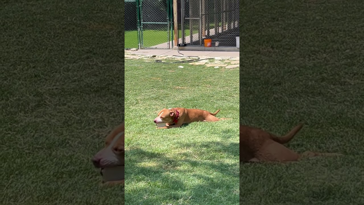 Momo, a ADOPTABLE mixed breed in Austin, TX video 5/5
