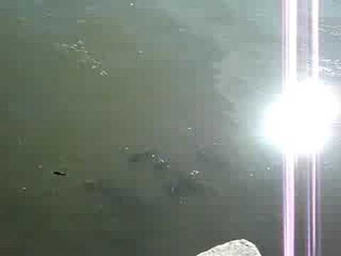 When Bluegills Attack - Rapala F3 - LyubakaVideo Lyubaka