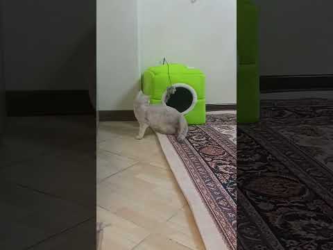 Lucy tearing down her hut ______ #lucy #lucylife #kitten #babylucy #catlover #cute