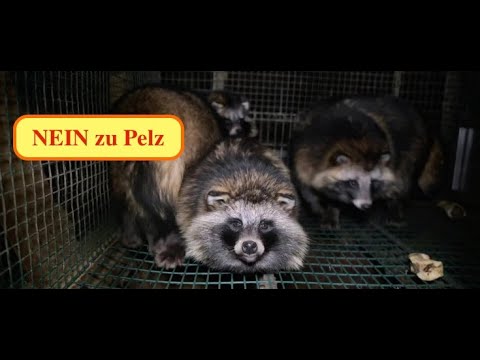 Mission Pelz - Pelz ist out! Beenden wir alle die grausame Tierzucht