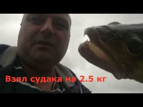 Еле вытащил судака на 2.5 кг всеволишь на вертушку