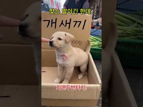 할머니, 오타 없이 잘 적으셨어요..개. 새. 끼.. 🐶